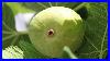 Breba-Figs-What-Are-They-U0026-Early-Season-Breba-Tasting-01-ntrq