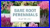Perennial-Haul-Why-I-Buy-Bare-Rooted-Plants-And-How-To-Care-For-Them-01-jow