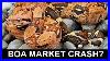 What-S-Up-With-Boa-Prices-Is-The-Boa-Market-Crashing-01-uvie
